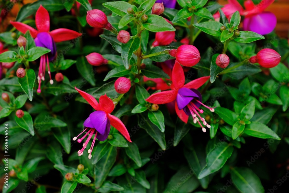 Colorful Fuchsia Magellanica (Fuchsia Hummingbird) having some blooming and soon-to-bloom flowers. Colorful Fuchsia Magellanica (Fuchsia Hummingbird) having some blooming and soon-to-bloom flowers.