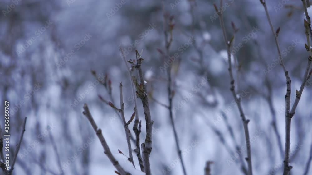 Winter season - bushes covered with snow. Cinematic macro shot Winter season - bushes covered with snow. Cinematic macro shot
