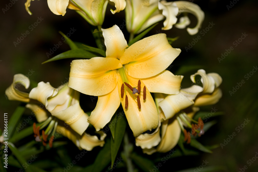 Fototapeta premium Flowering lily in the garden in the summer. Natural blurred background.