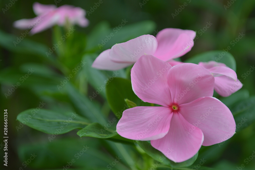 Pink Catharanthus flower from Central of Thailand Pink Catharanthus flower from Central of Thailand
