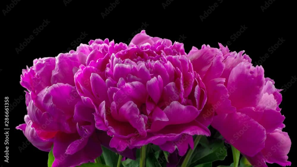 A bouquet of red peonies bloom. Isolated on black background. Macro. Time lapse. Side view. A bouquet of red peonies bloom. Isolated on black background. Macro. Time lapse. Side view.