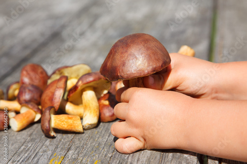 forest boletus on a wooden table and the child hands