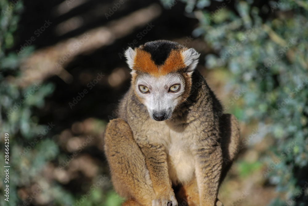 Fototapeta premium crowned lemur (Eulemur coronatus) reflection