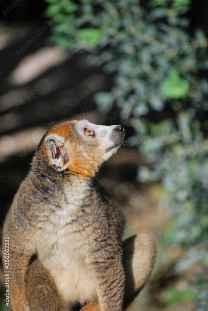 Obraz premium crowned lemur (Eulemur coronatus) look up