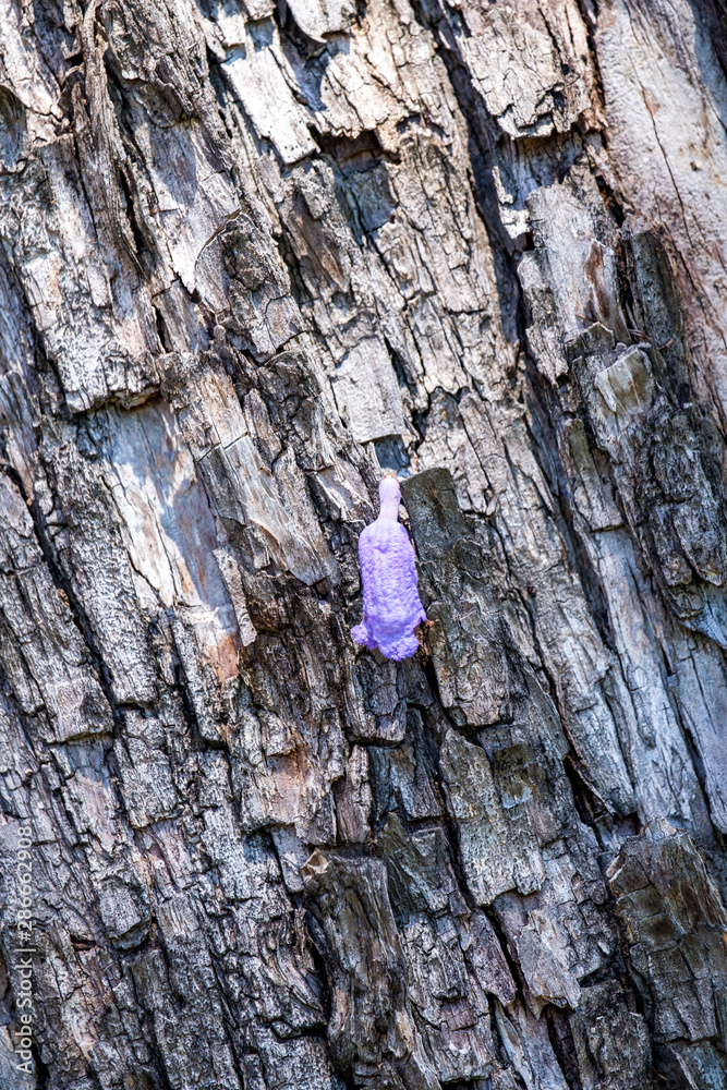 Fototapeta premium Macro closeup of Jacaranda flower on tree in Grafton during Jacaranda Festival, Australia