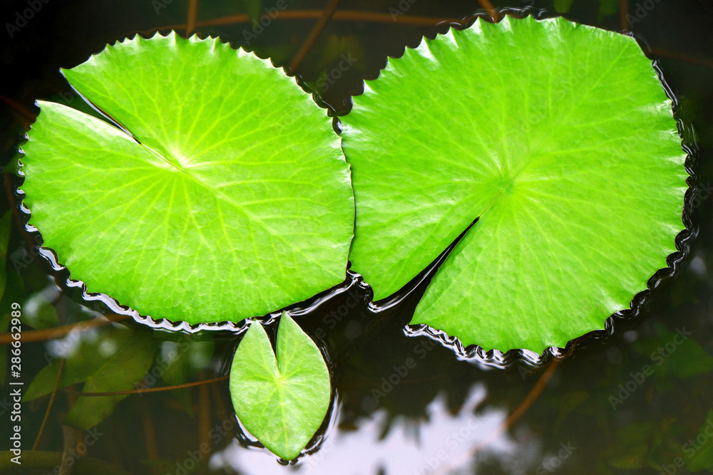 Closeup Photo of Beautiful Waterlily Leaves in the Pond Closeup Photo of Beautiful Waterlily Leaves in the Pond