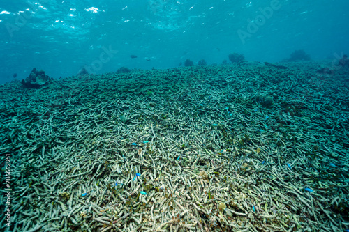 Fototapeta Naklejka Na Ścianę i Meble -  Dead Acropora hard corals in a shallow reef Raja Ampat Indonesia.