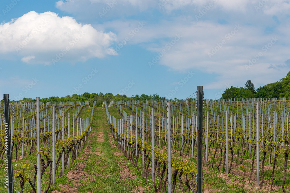 Vineyard on Srebrna Gora near Cracow, Poland