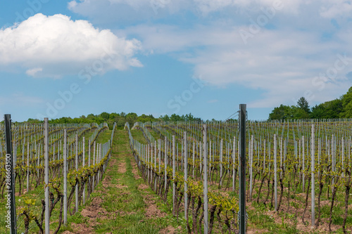 Vineyard on Srebrna Gora near Cracow  Poland