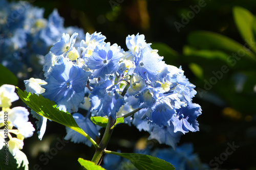 hortensia bleu