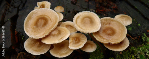 An autumn Mushroom season and picking. Toadstool (Amanita) on the old tree stump after rain