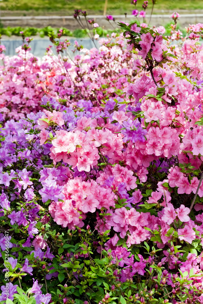Purple and pink azaleas bloossoming on background of pond in city park Purple and pink azaleas bloossoming on background of pond in city park