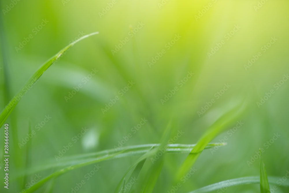 soft focus closeup top of grass for green background. Macro photo of  green grass. Spring, summer seasonal background with green grass.Shallow focus effect.