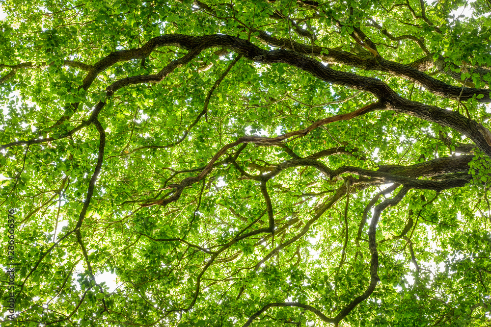 Fototapeta premium Large oak tree in Sherwood Forest, Nottingham, England, UK