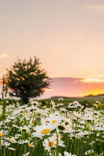 Chamomile field at sunset