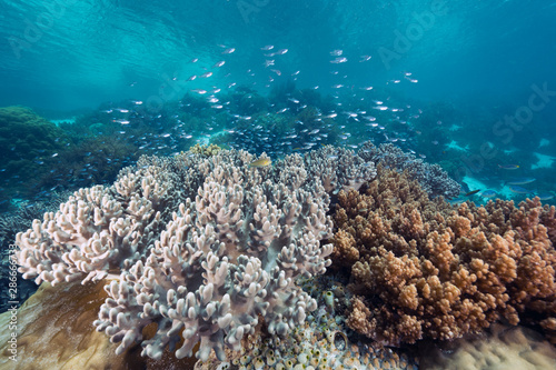 Reef scenic with leather soft corals, Sinularia sp., Raja Ampat Indonesia.