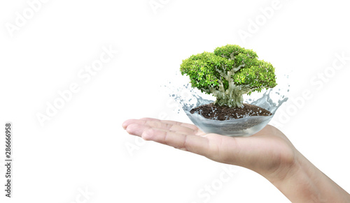 Close up of human hands holding sprout