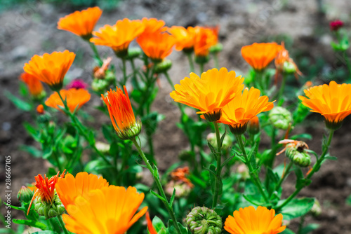 Calendula flowers in the garden