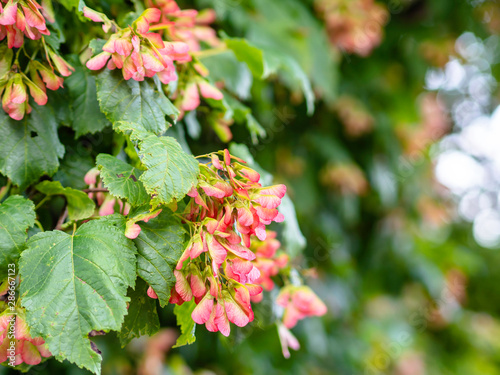 Branches of tatar maple (Acer tataricum) with red winged achene, samara, close up with selective focus photo
