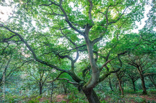 Large oak tree in Sherwood Forest  Nottingham  England  UK