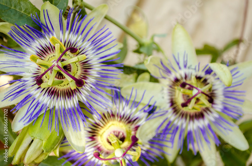 Fetid passionflower, Scarletfruit passionflower, Stinking passionflower (Passiflora foetida) photo