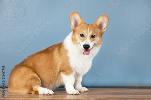 Happy adorable Pembroke Welsh Corgi puppy dogs sitting  smiling and looking up.