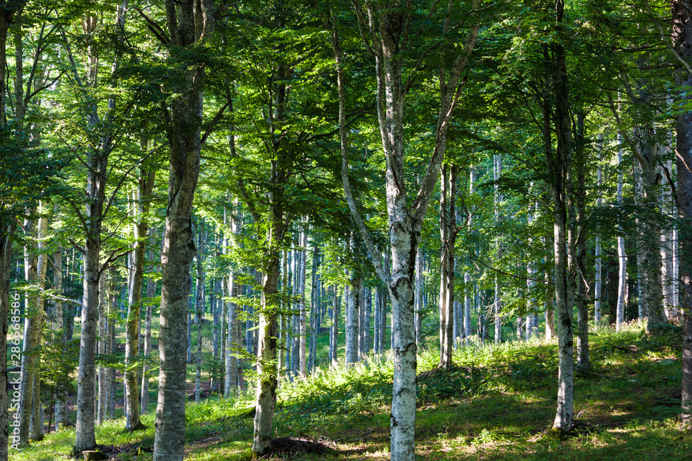 Obraz premium The plateau of Cansiglio