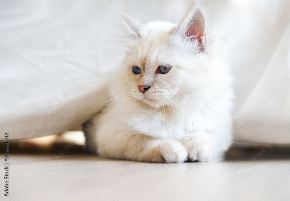 The sun shines in the cat in the morning. The sun shines in the cat in the morning.