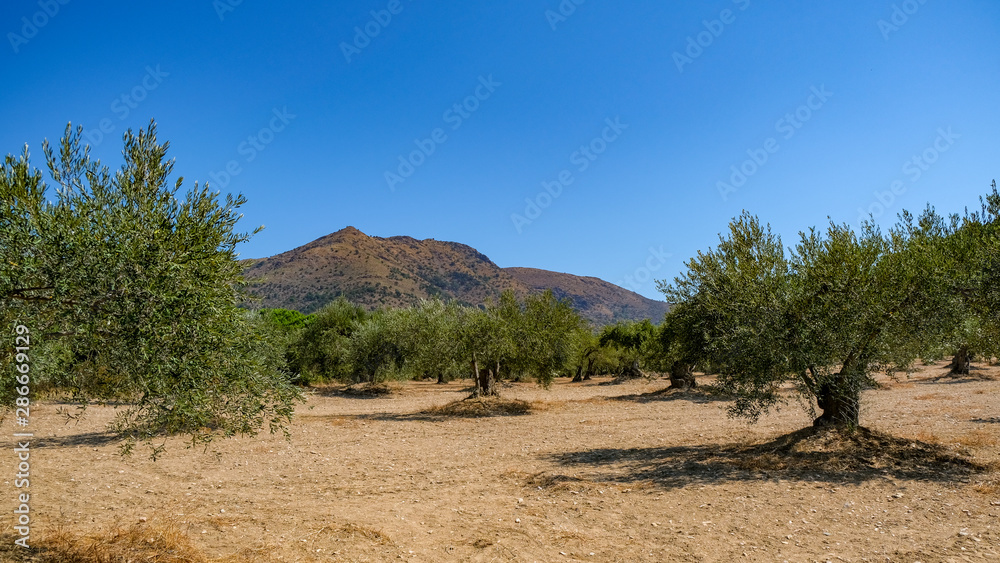 View on olive grove. Mature trees laden with ripe olives. In full leaf on mountains and blue sky background.
