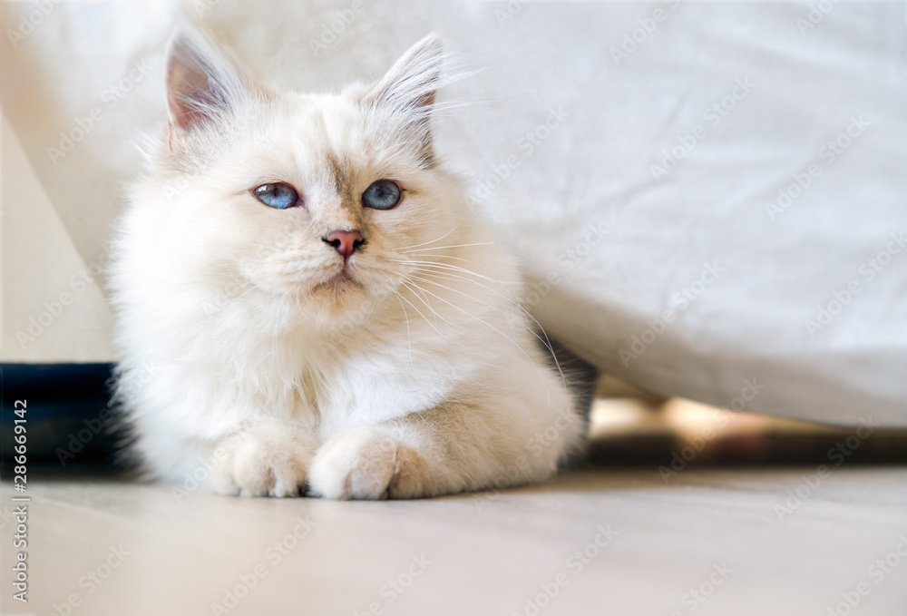 The sun shines in the cat in the morning. The sun shines in the cat in the morning.