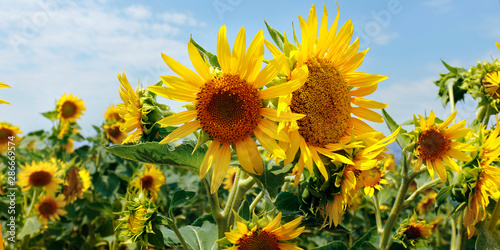 LANDSCAPE OF SUNFLOWERS FIELD  DURING SUMMER SEASON IN PROVENCE -FRANCE