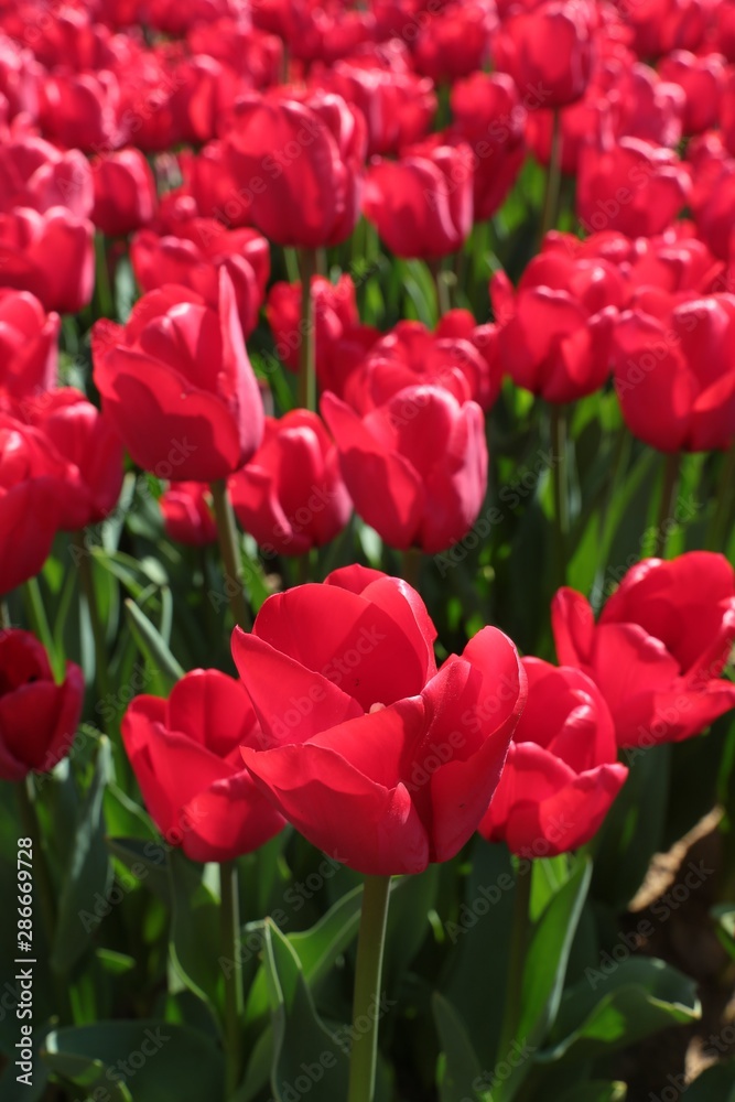 colorful tulips flowers blooming in a garden.İstanbul/ Turkey. colorful tulips flowers blooming in a garden.İstanbul/ Turkey.