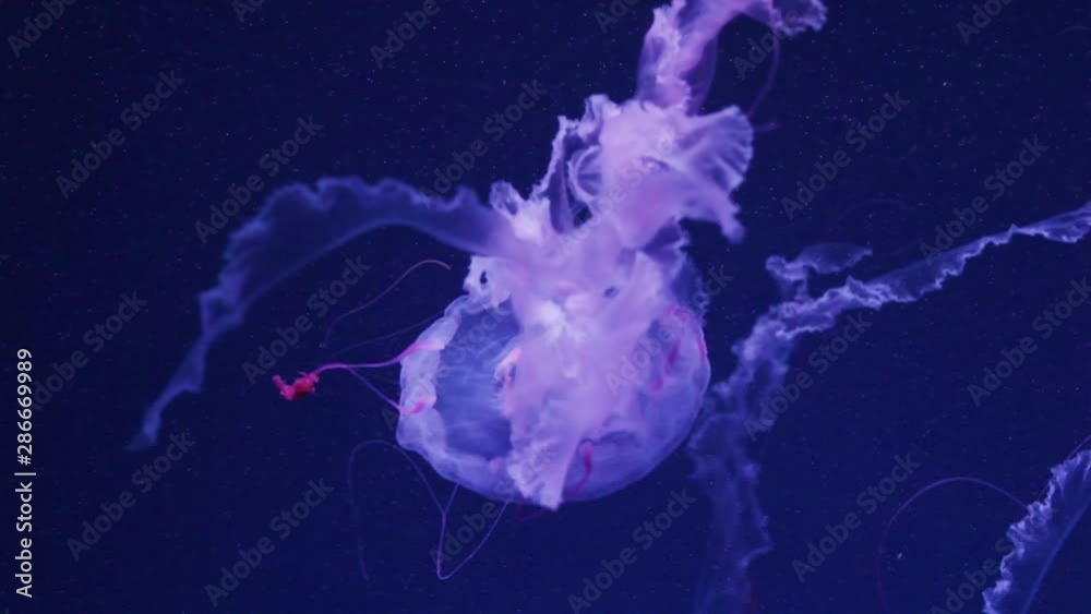 Shiny jellyfish swims in an aquarium, Blue water, Background, transparent jellyfish underwater footage. Wallpaper underwater sea. Shiny jellyfish swims in an aquarium, Blue water, Background, transparent jellyfish underwater footage. Wallpaper underwater sea.