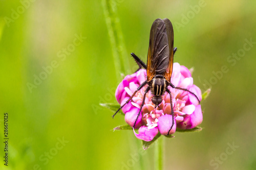 macro of a dance fly on pink scabiosa with copy space; wild natural organic mountain meadow; biodiversity go green concept