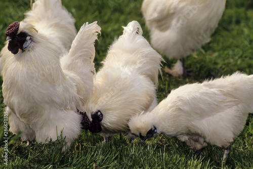 Poule, coq, race Négre de soie