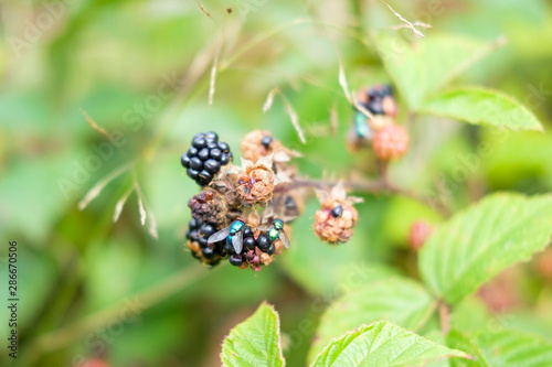 Wild blackberries growing with flies eating them in the English countryside