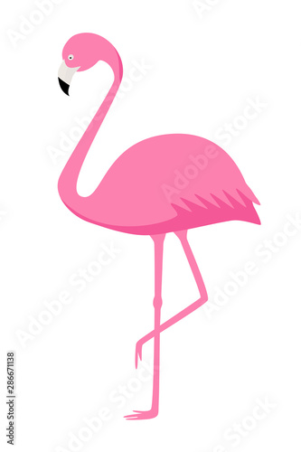 Pink Flamingo vector isolate on white background. Exotic bird.