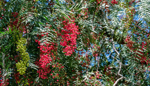 Up view on pink peppercorn tree on blue sky background. Pink pepper plant or Peruvian pepper tree in sunny summer day. 