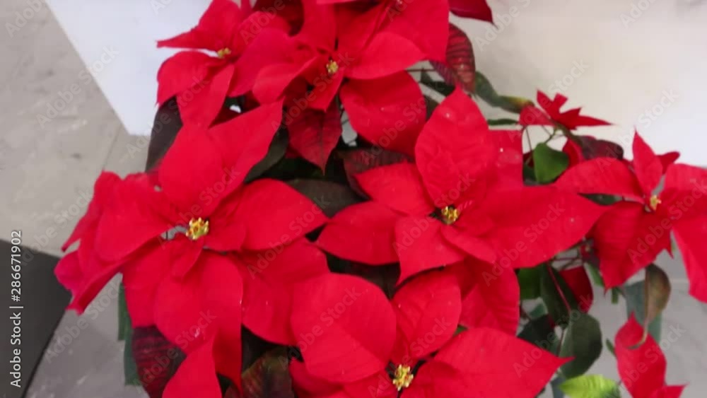 Red Poinsettia christmas flower. The greenhouse of red poinsettias, ready for Christmas, Christmas star plant Red Poinsettia christmas flower. The greenhouse of red poinsettias, ready for Christmas, Christmas star plant