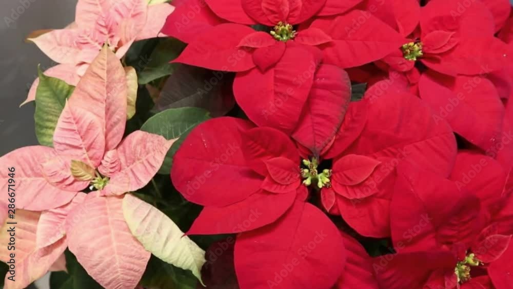 Red Poinsettia christmas flower.  The greenhouse of red poinsettias, ready for Christmas, Christmas star plant