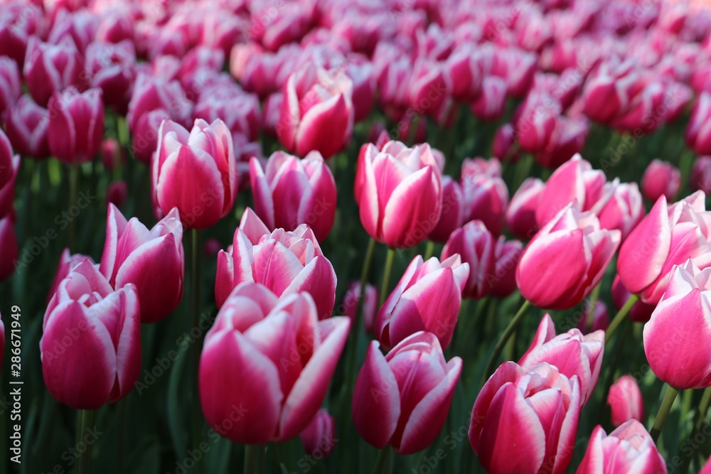 Obraz premium colorful tulips flowers blooming in a garden.İstanbul/ Turkey.