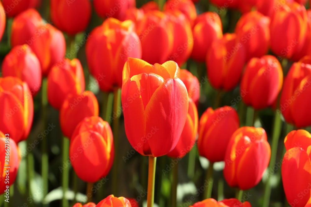 colorful tulips flowers blooming in a garden.İstanbul/ Turkey.