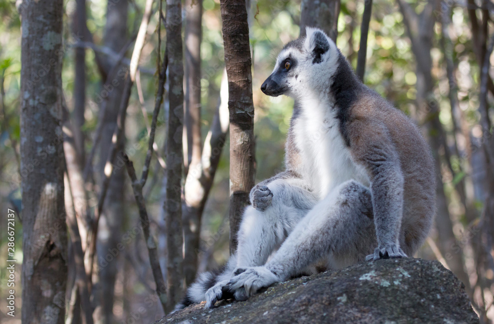 Famous Madagascar Maki lemur, Ring tailed lemur. Famous Madagascar Maki lemur, Ring tailed lemur.