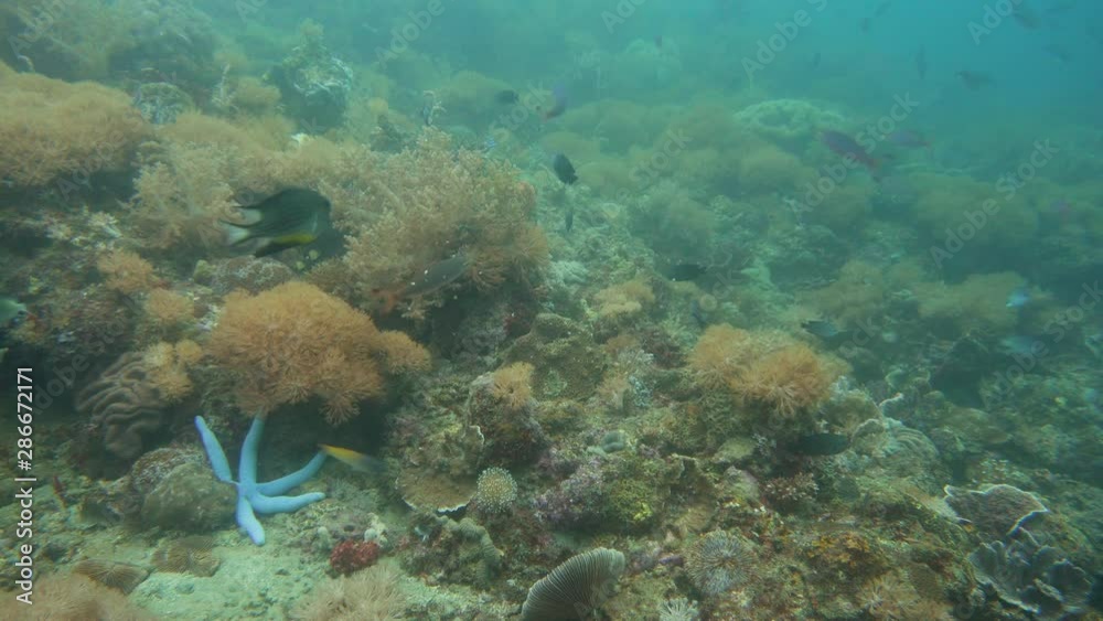 Tropical coral reef seascape with fishes, hard and soft corals. Underwater video. Camiguin, Philippines. Tropical coral reef seascape with fishes, hard and soft corals. Underwater video. Camiguin, Philippines.