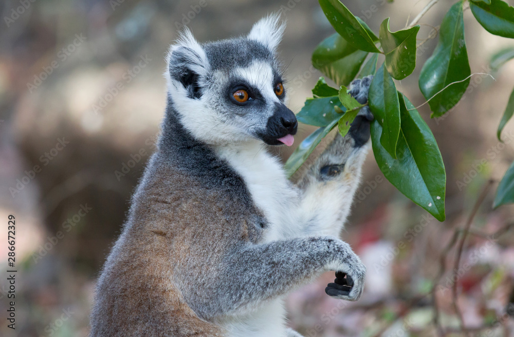 Obraz premium Famous Madagascar Maki lemur, Ring tailed lemur, eating