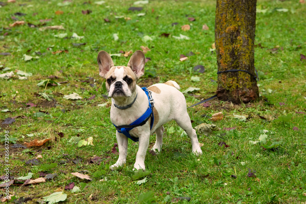 Fototapeta premium Bulldog tied to a tree