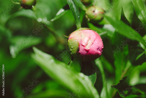 Pink pions in the garden photo