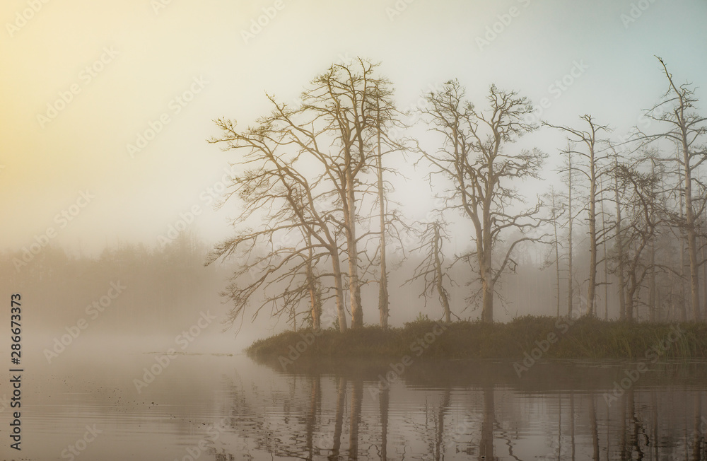 Landscape of misty swamp. Reflection in water. Forest and fog.