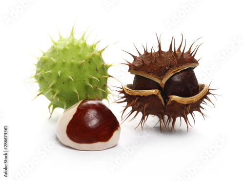 Wild green and brown chestnuts isolated on white background
