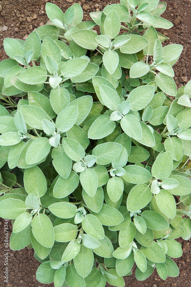 closeup of garden sage, vertical picture of salvia officinalis closeup of garden sage, vertical picture of salvia officinalis